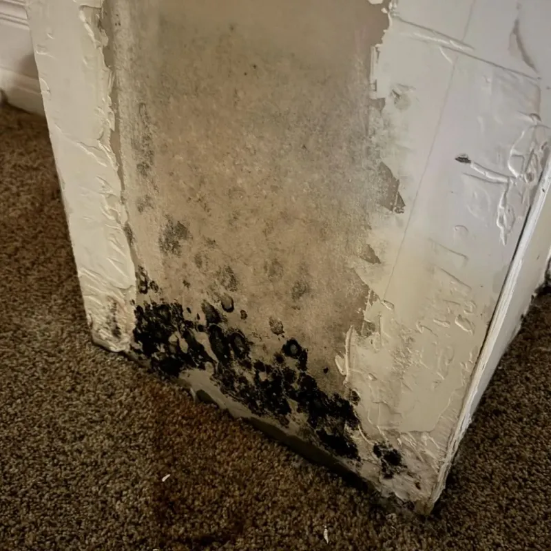 Professional Mold Removal in Brodhead, KY